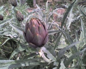 Carciofi