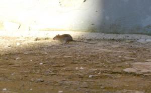 La foto scattata da Francesco Loparco questa mattina a Stornarella