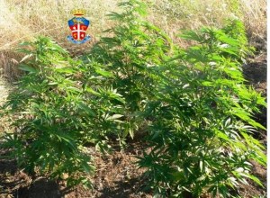 Una Piantagione illegale di marijuana 