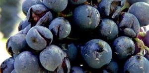 Gli effetti della grandinata in un vigneto