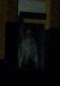 Apparizione Carapelle allargata