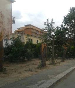 Gli alberi abbattuti in Via XXV Aprile ad Orta Nova, foto da Facebook