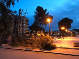 La potatura in Piazza Papa Giovanni Paolo II a Carapelle